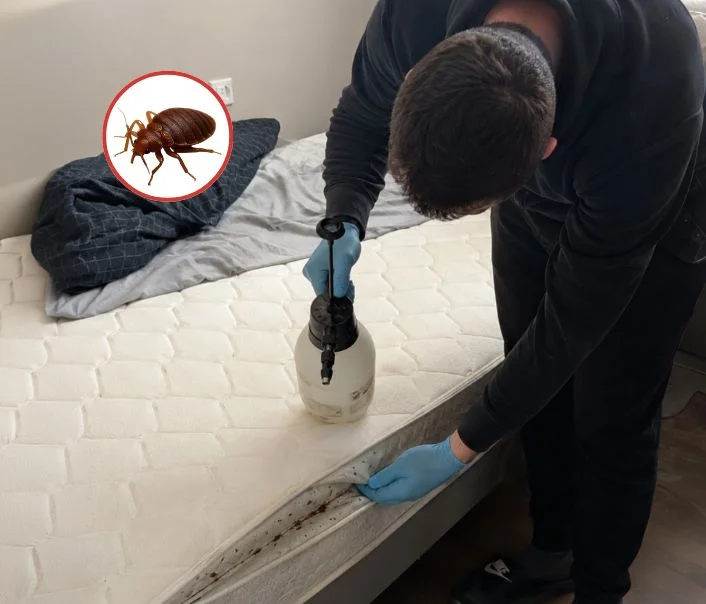Technicien traitant un matelas contre les punaises de lit à Santeuil
